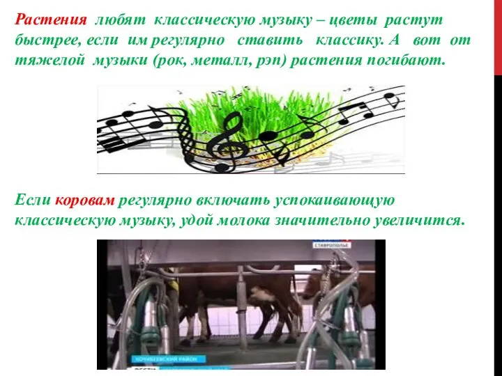 Растения любят классическую музыку – цветы растут быстрее, если им регулярно