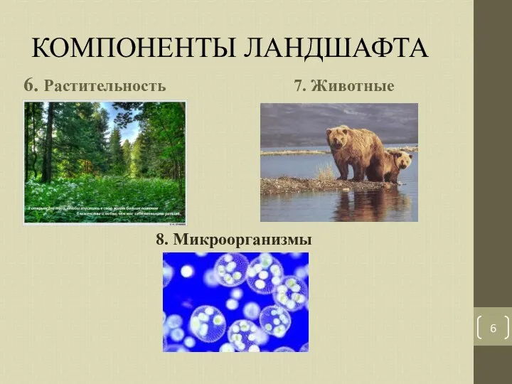 КОМПОНЕНТЫ ЛАНДШАФТА 6. Растительность 7. Животные 8. Микроорганизмы