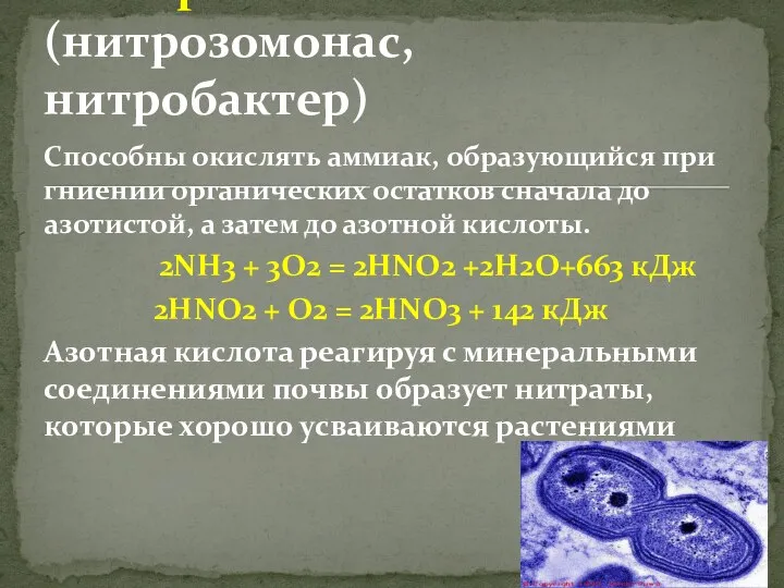 Способны окислять аммиак, образующийся при гниении органических остатков сначала до азотистой,