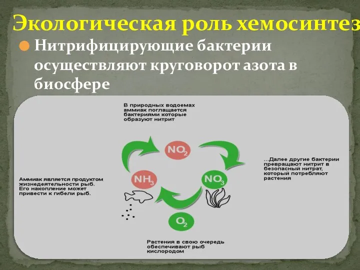 Нитрифицирующие бактерии осуществляют круговорот азота в биосфере Экологическая роль хемосинтеза