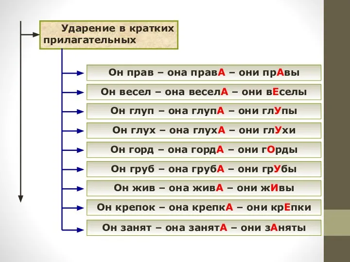 Ударение в кратких прилагательных Он прав – она правА – они