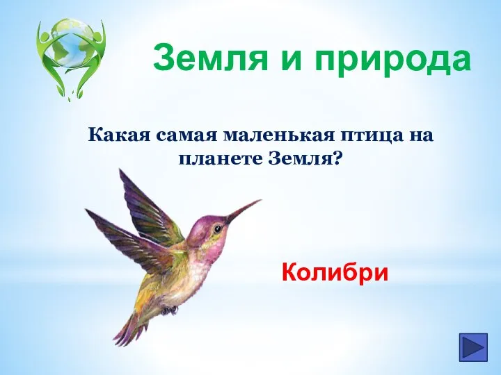 Какая самая маленькая птица на планете Земля? Колибри Земля и природа