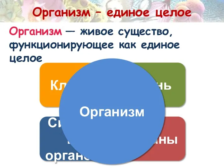 Организм – единое целое Клетка Ткань Органы Системы органов Организм —