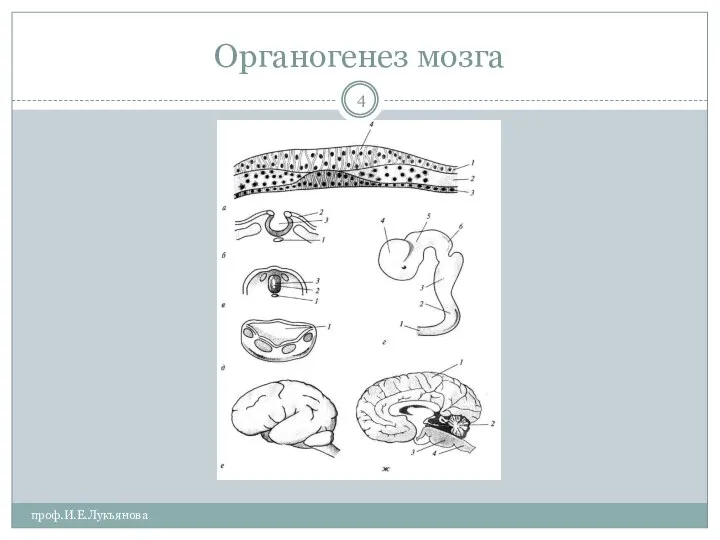 Органогенез мозга проф.И.Е.Лукьянова