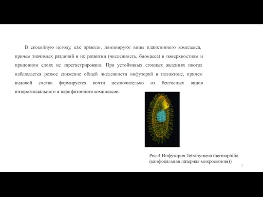 В спокойную погоду, как правило, доминируют виды планктонного комплекса, причем значимых