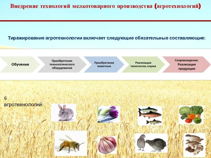 Тиражирование агротехнологии включает следующие обязательные составляющие: 6 агротехнологий: Внедрение технологий мелкотоварного производства (агротехнологий)