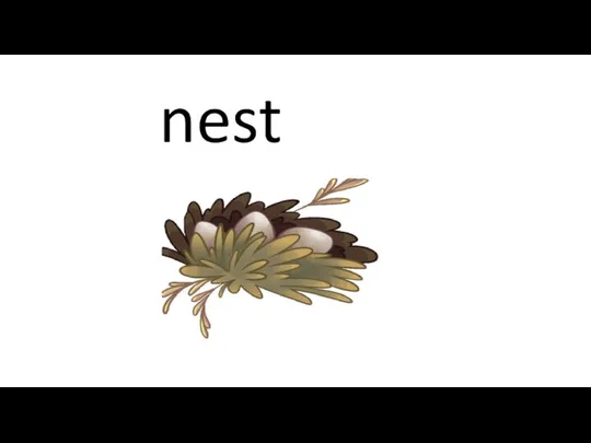 nest