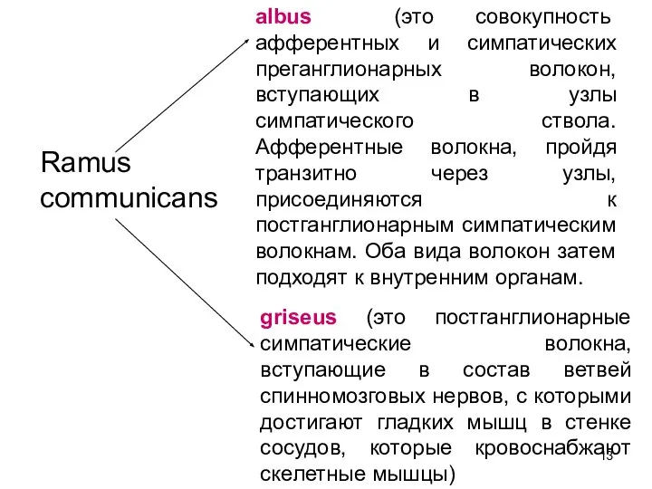 Ramus communicans griseus (это постганглионарные симпатические волокна, вступающие в состав ветвей