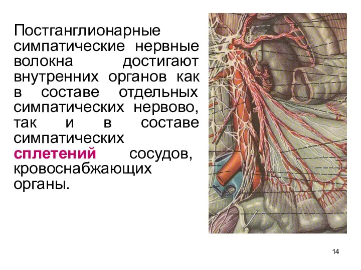 Постганглионарные симпатические нервные волокна достигают внутренних органов как в составе отдельных