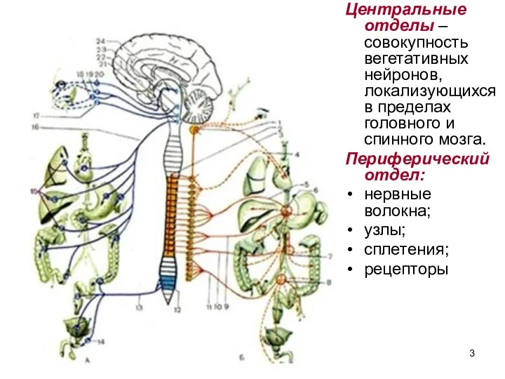 Центральные отделы – совокупность вегетативных нейронов, локализующихся в пределах головного и