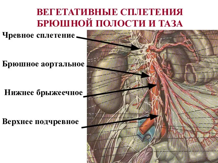 ВЕГЕТАТИВНЫЕ СПЛЕТЕНИЯ БРЮШНОЙ ПОЛОСТИ И ТАЗА Чревное сплетение Брюшное аортальное Нижнее брыжеечное Верхнее подчревное