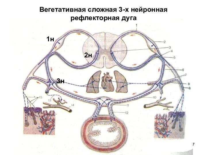 Вегетативная сложная 3-х нейронная рефлекторная дуга 1н 2н 3н