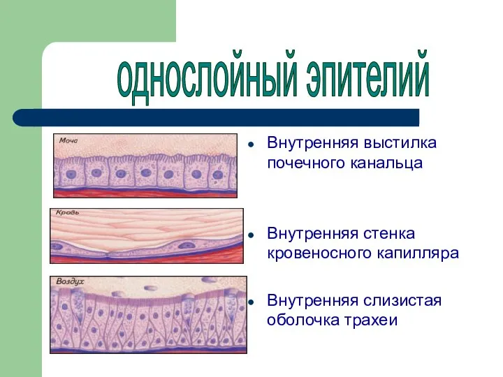 Внутренняя выстилка почечного канальца Внутренняя стенка кровеносного капилляра Внутренняя слизистая оболочка трахеи однослойный эпителий