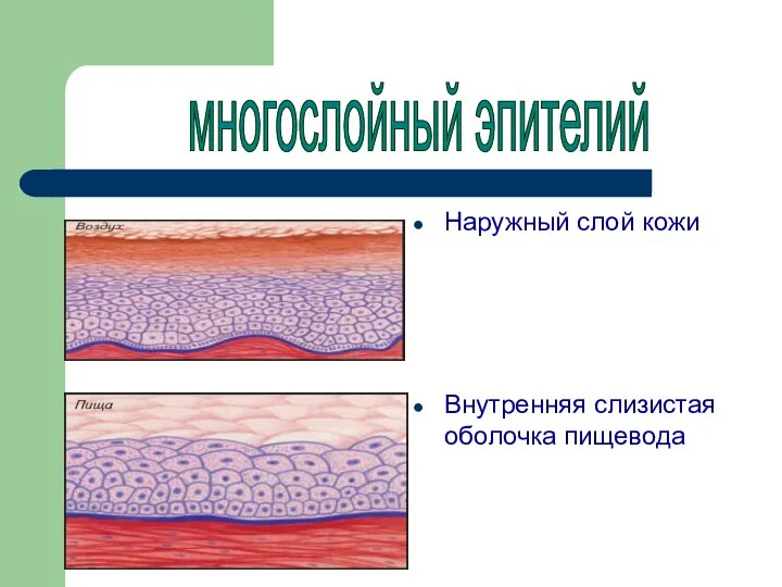 Наружный слой кожи Внутренняя слизистая оболочка пищевода многослойный эпителий