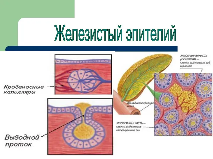 Железистый эпителий