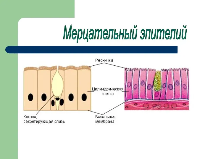 Мерцательный эпителий