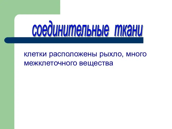 клетки расположены рыхло, много межклеточного вещества соединительные ткани