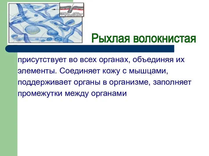 присутствует во всех органах, объединяя их элементы. Соединяет кожу с мышцами,