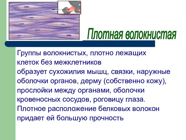 Группы волокнистых, плотно лежащих клеток без межклетников образует сухожилия мышц, связки,