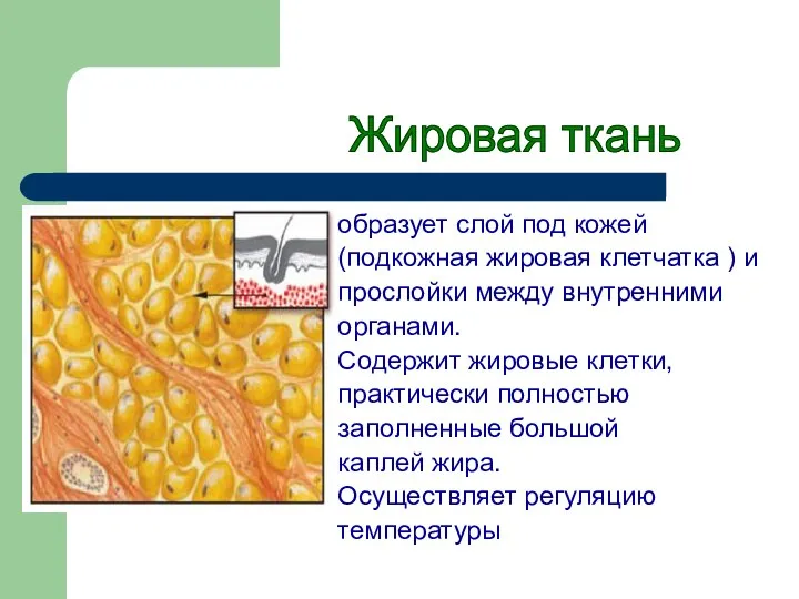 образует слой под кожей (подкожная жировая клетчатка ) и прослойки между