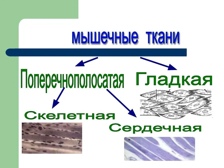 мышечные ткани Скелетная Сердечная Гладкая Поперечнополосатая