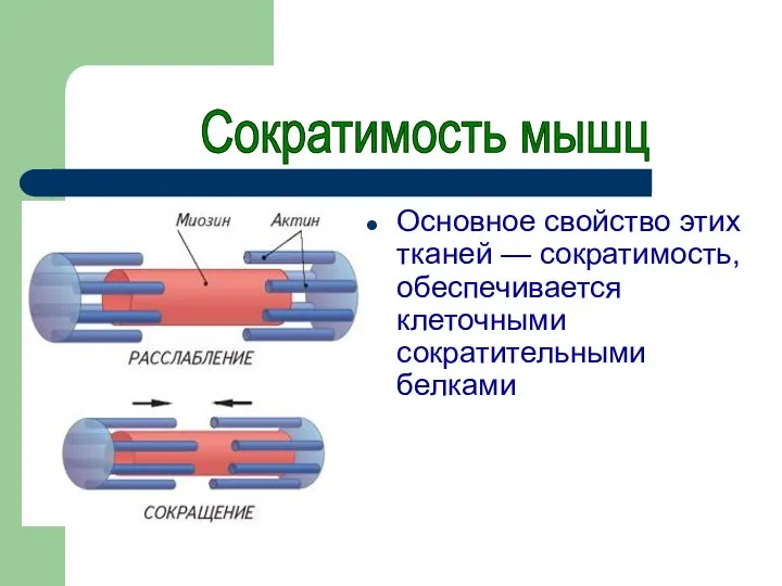 Основное свойство этих тканей — сократимость, обеспечивается клеточными сократительными белками Сократимость мышц