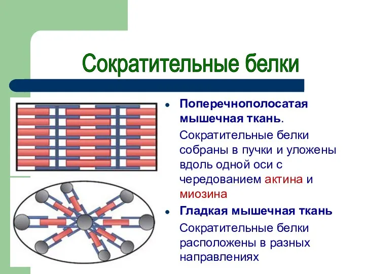 Поперечнополосатая мышечная ткань. Сократительные белки собраны в пучки и уложены вдоль