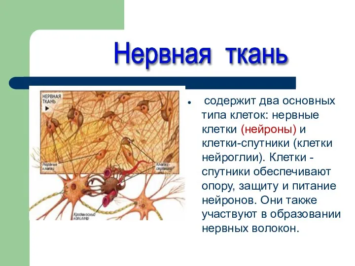 содержит два основных типа клеток: нервные клетки (нейроны) и клетки-спутники (клетки