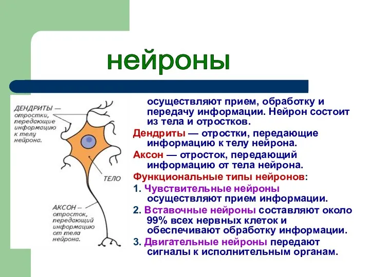 осуществляют прием, обработку и передачу информации. Нейрон состоит из тела и