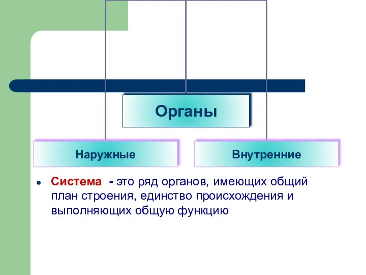 Система - это ряд органов, имеющих общий план строения, единство происхождения и выполняющих общую функцию