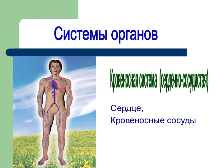 Сердце, Кровеносные сосуды Системы органов Кровеносная система (сердечно-сосудистая)