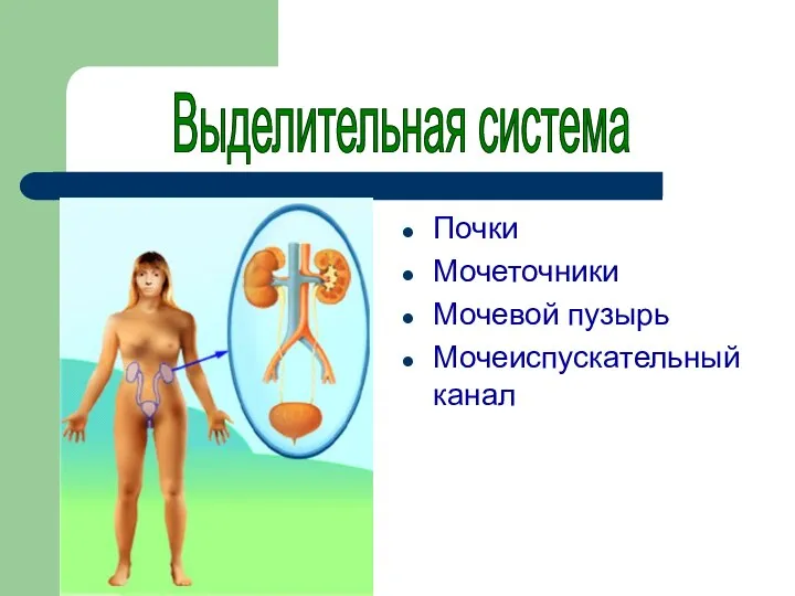 Почки Мочеточники Мочевой пузырь Мочеиспускательный канал Выделительная система