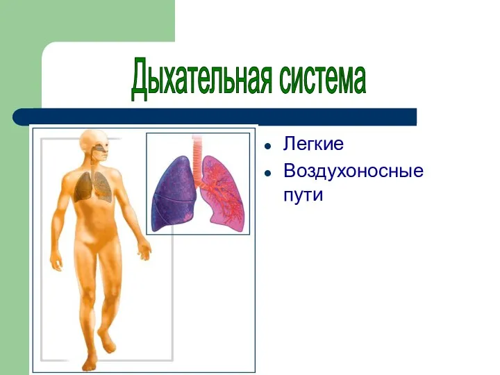 Легкие Воздухоносные пути Дыхательная система