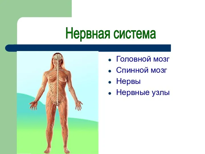 Головной мозг Спинной мозг Нервы Нервные узлы Нервная система