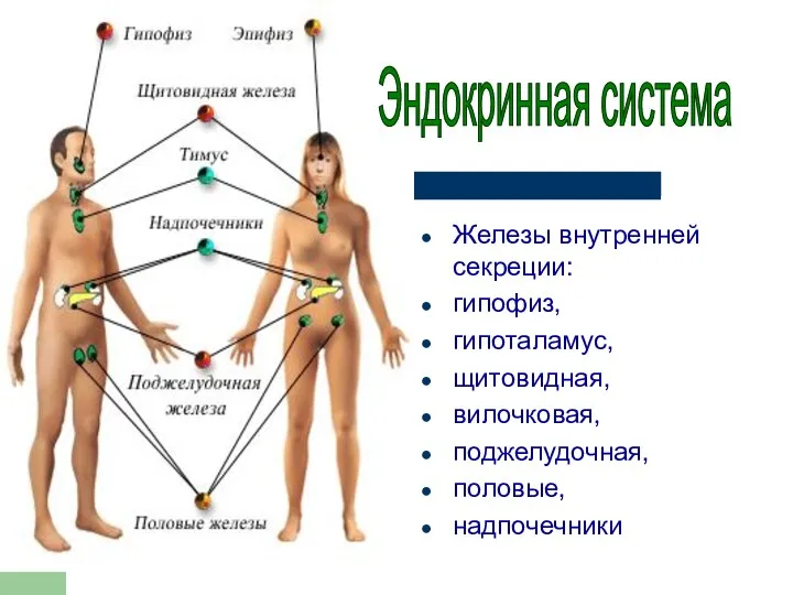 Железы внутренней секреции: гипофиз, гипоталамус, щитовидная, вилочковая, поджелудочная, половые, надпочечники Эндокринная система