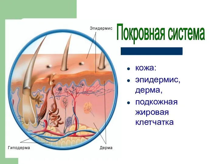 кожа: эпидермис, дерма, подкожная жировая клетчатка Покровная система