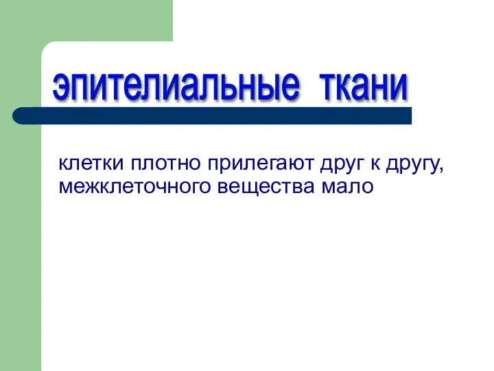 клетки плотно прилегают друг к другу, межклеточного вещества мало эпителиальные ткани