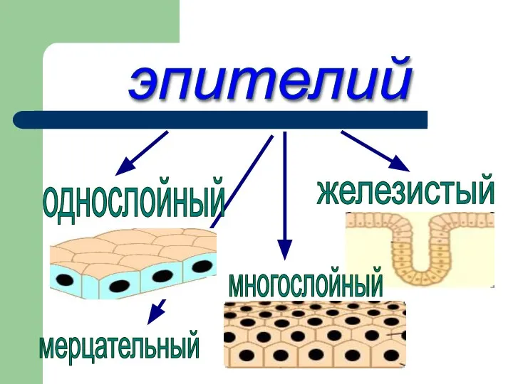 эпителий однослойный многослойный железистый мерцательный