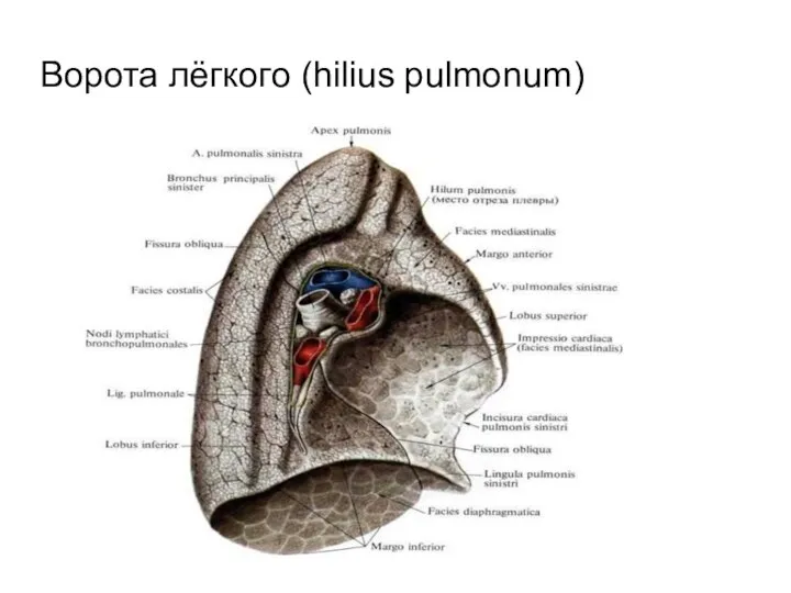 Ворота лёгкого (hilius pulmonum)