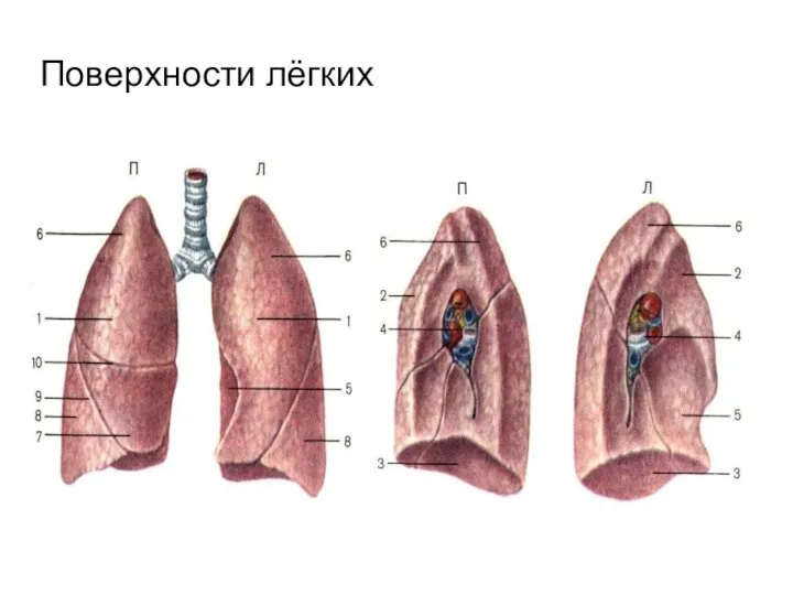 Поверхности лёгких