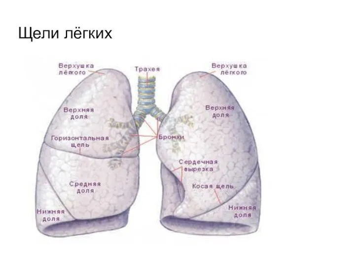 Щели лёгких