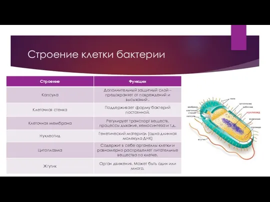 Строение клетки бактерии