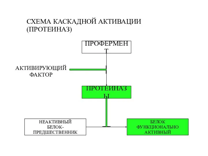 СХЕМА КАСКАДНОЙ АКТИВАЦИИ (ПРОТЕИНАЗ)‏ ПРОФЕРМЕНТ ПРОТЕИНАЗЫ НЕАКТИВНЫЙ БЕЛОК-ПРЕДШЕСТВЕННИК АКТИВИРУЮЩИЙ ФАКТОР БЕЛОК ФУНКЦИОНАЛЬНО АКТИВНЫЙ