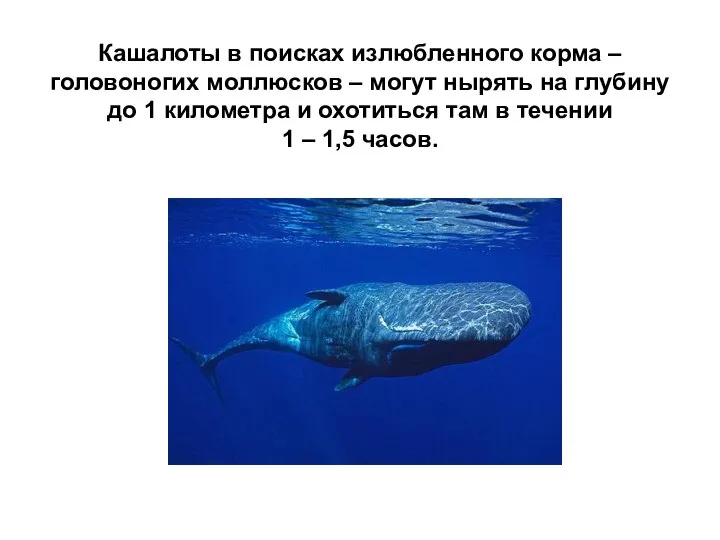 Кашалоты в поисках излюбленного корма – головоногих моллюсков – могут нырять