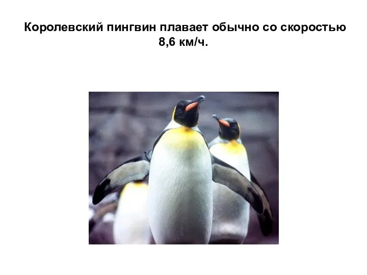 Королевский пингвин плавает обычно со скоростью 8,6 км/ч.