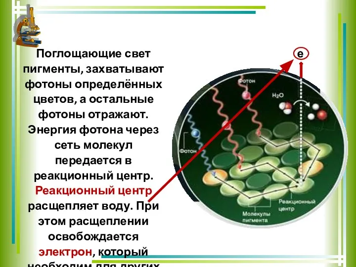 е Поглощающие свет пигменты, захватывают фотоны определённых цветов, а остальные фотоны