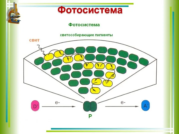 Фотосистема – это комплекс молекул, локализованный в мембранах тилакоидов, состоящий из фотосинтезирующих пигментов и белков-переносчиков.