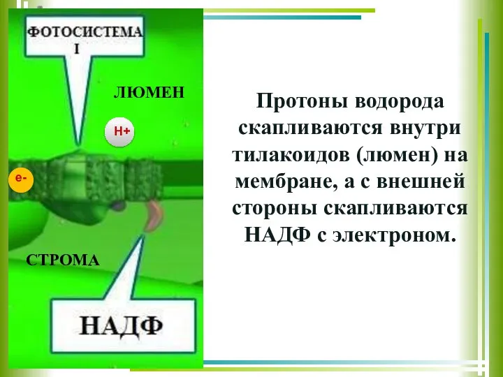 Протоны водорода скапливаются внутри тилакоидов (люмен) на мембране, а с внешней