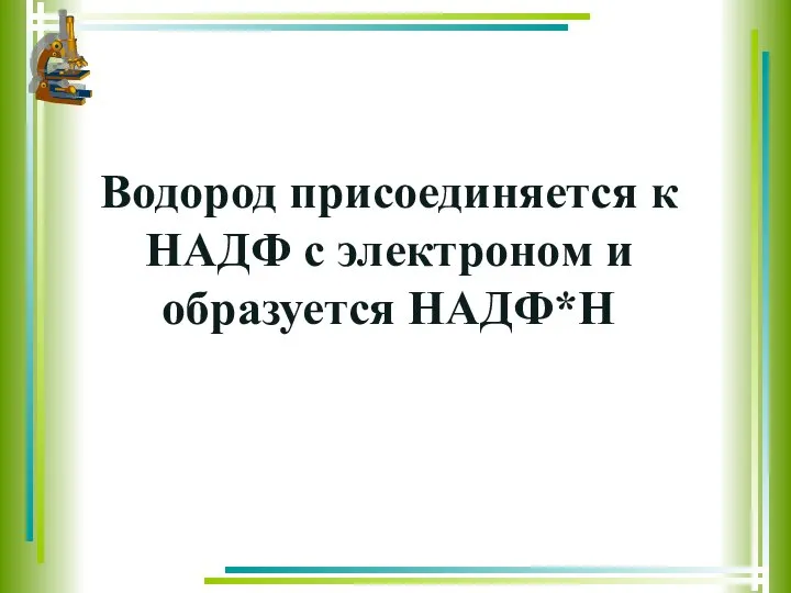 Водород присоединяется к НАДФ с электроном и образуется НАДФ*Н