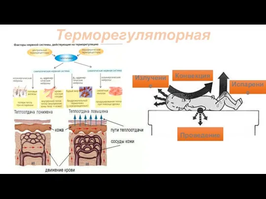 Терморегуляторная Излучение Проведение Испарение Конвекция